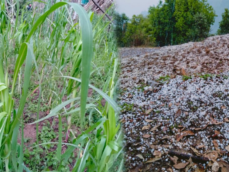 असिना पानीले तरकारी र फलफुल खेतिमा क्षति 